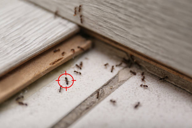 Best Best Pest Control Companies  in Rumson, NJ